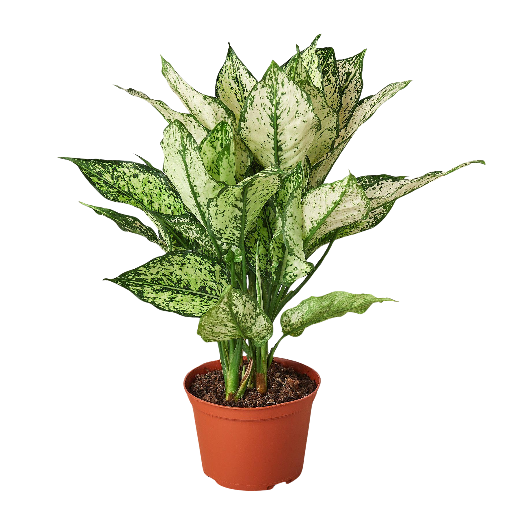 Chinese Evergreen 'First Diamond' – view 4