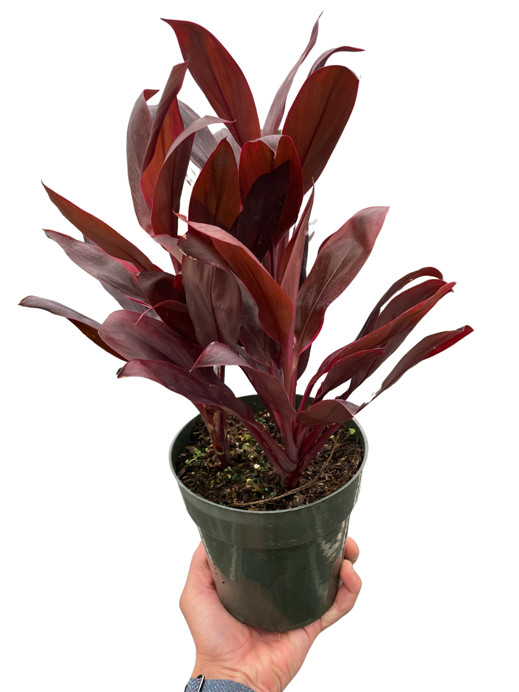 Cordyline 'Calypso Queen' – view 5