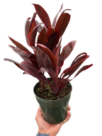 Cordyline 'Calypso Queen' – view 5