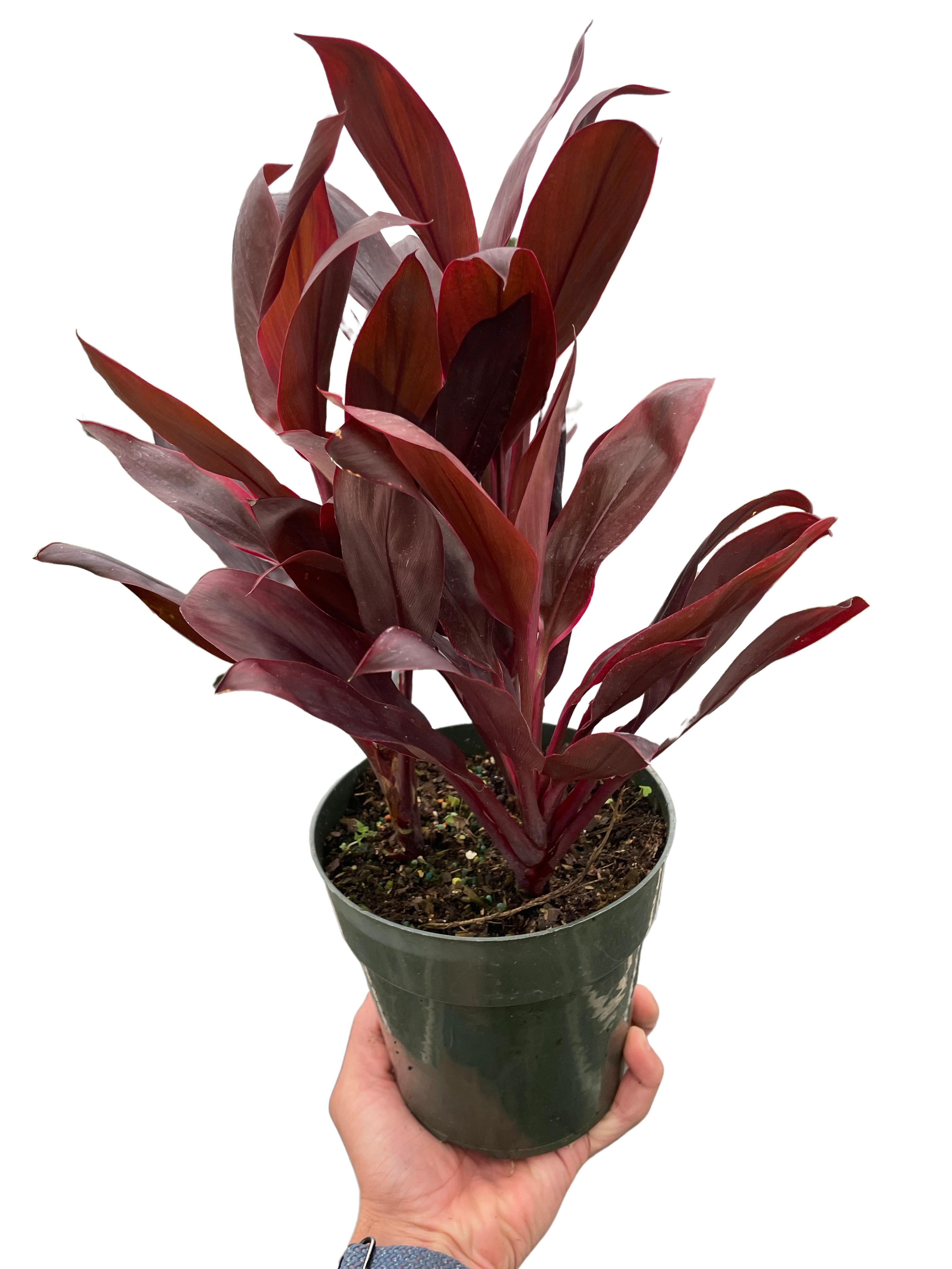 Cordyline 'Calypso Queen' – view 5