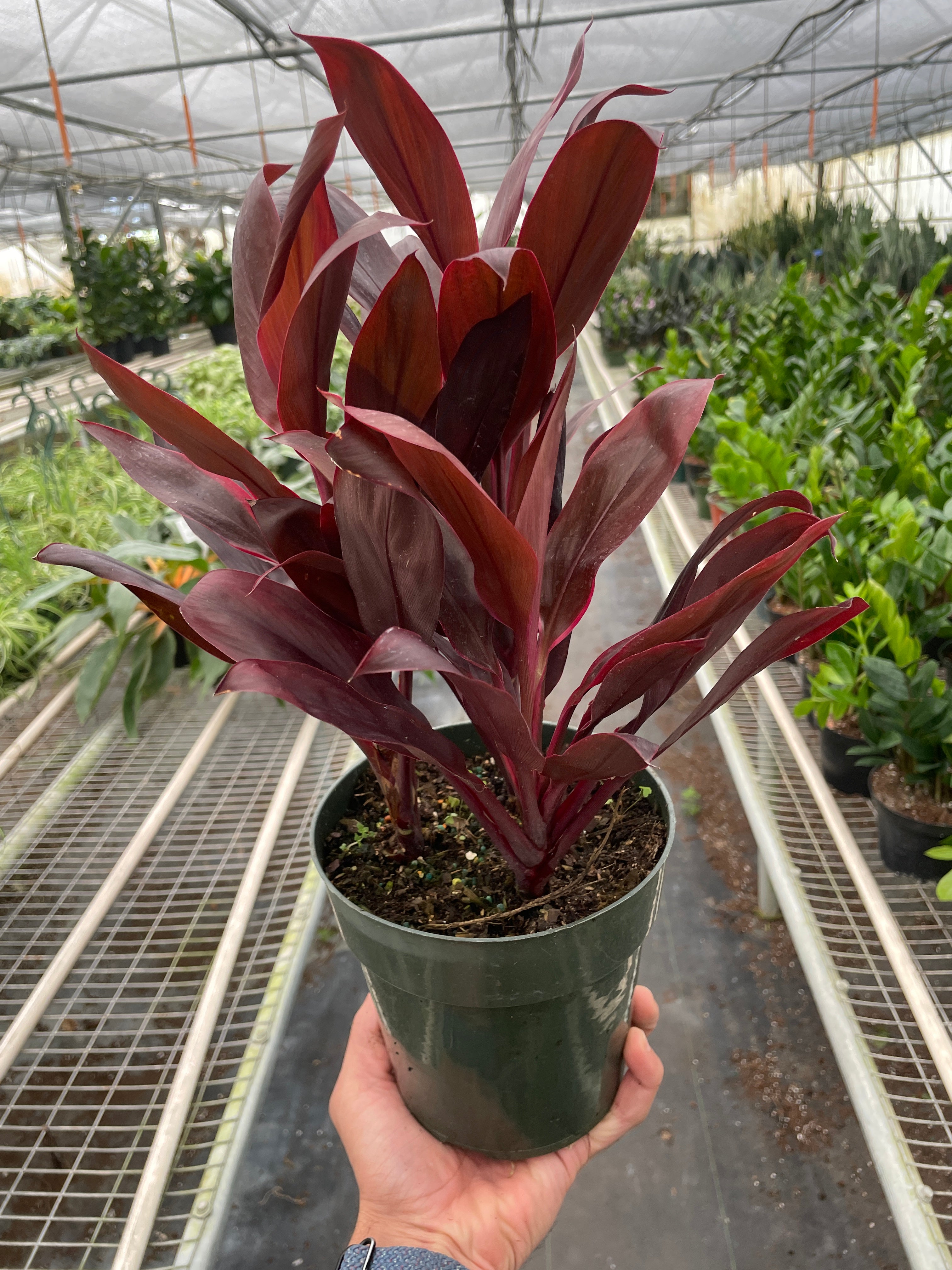 Cordyline 'Calypso Queen' – view 4