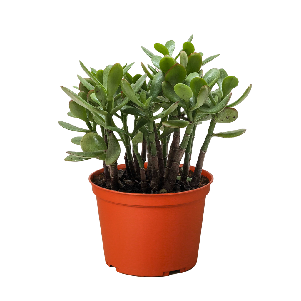 Succulent Crassula 'Jade' – view 3