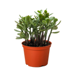 Succulent Crassula 'Jade' – view 3