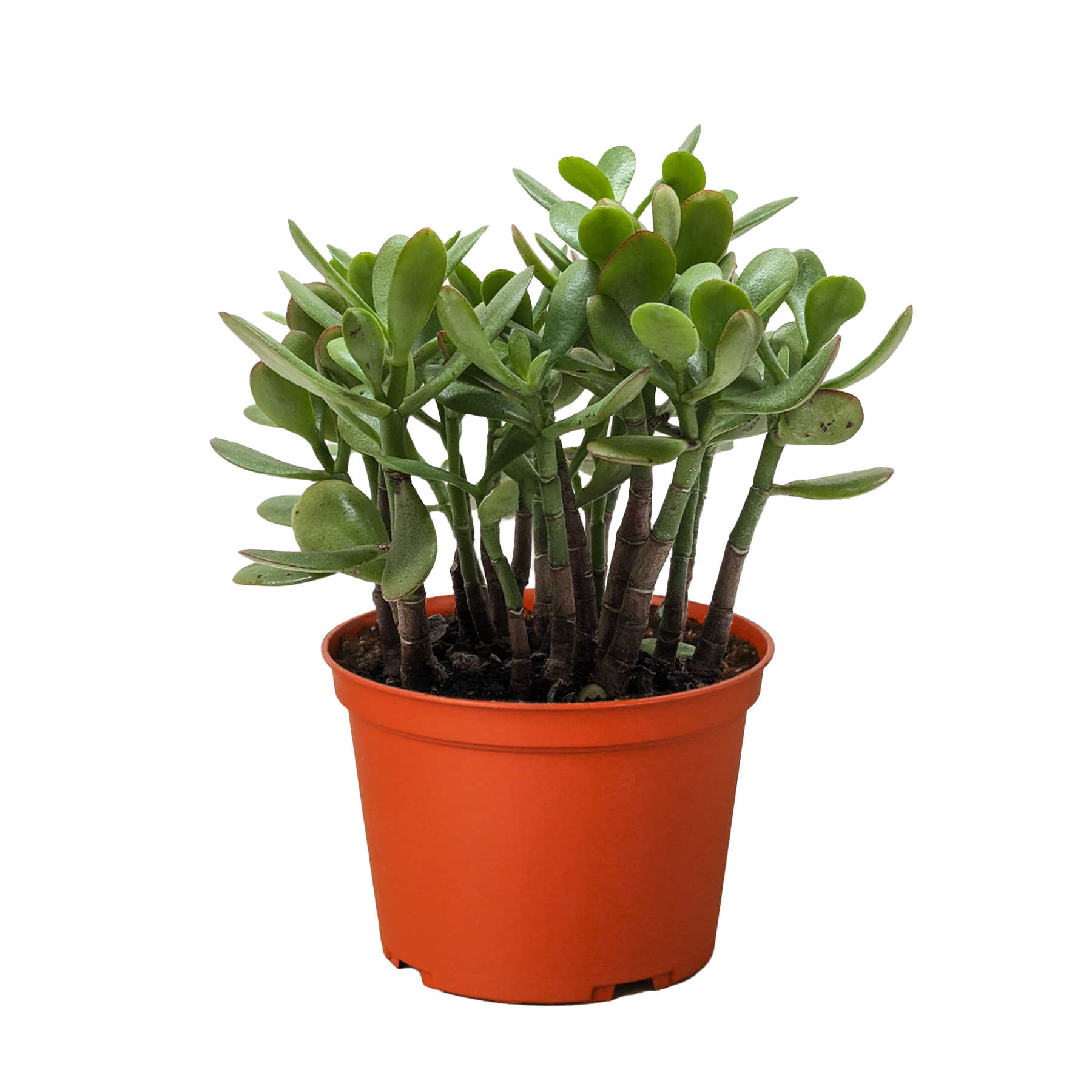 Succulent Crassula 'Jade' – view 3