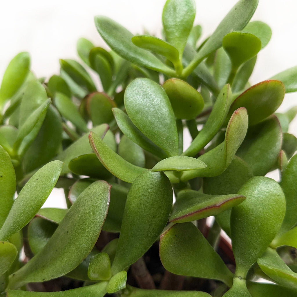Succulent Crassula 'Jade' – view 4