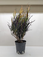 Croton 'Picasso' – view 3