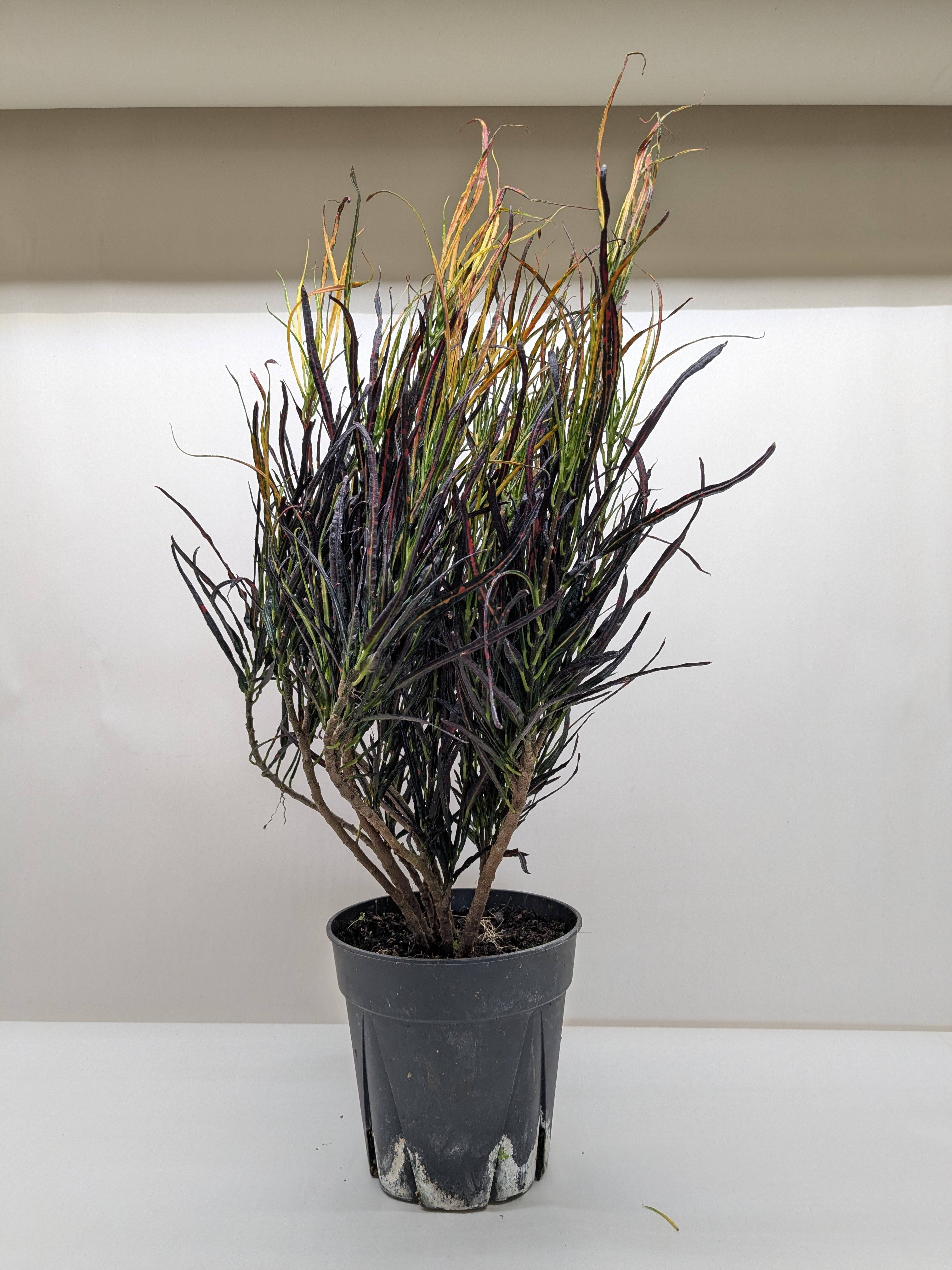 Croton 'Picasso' – view 3
