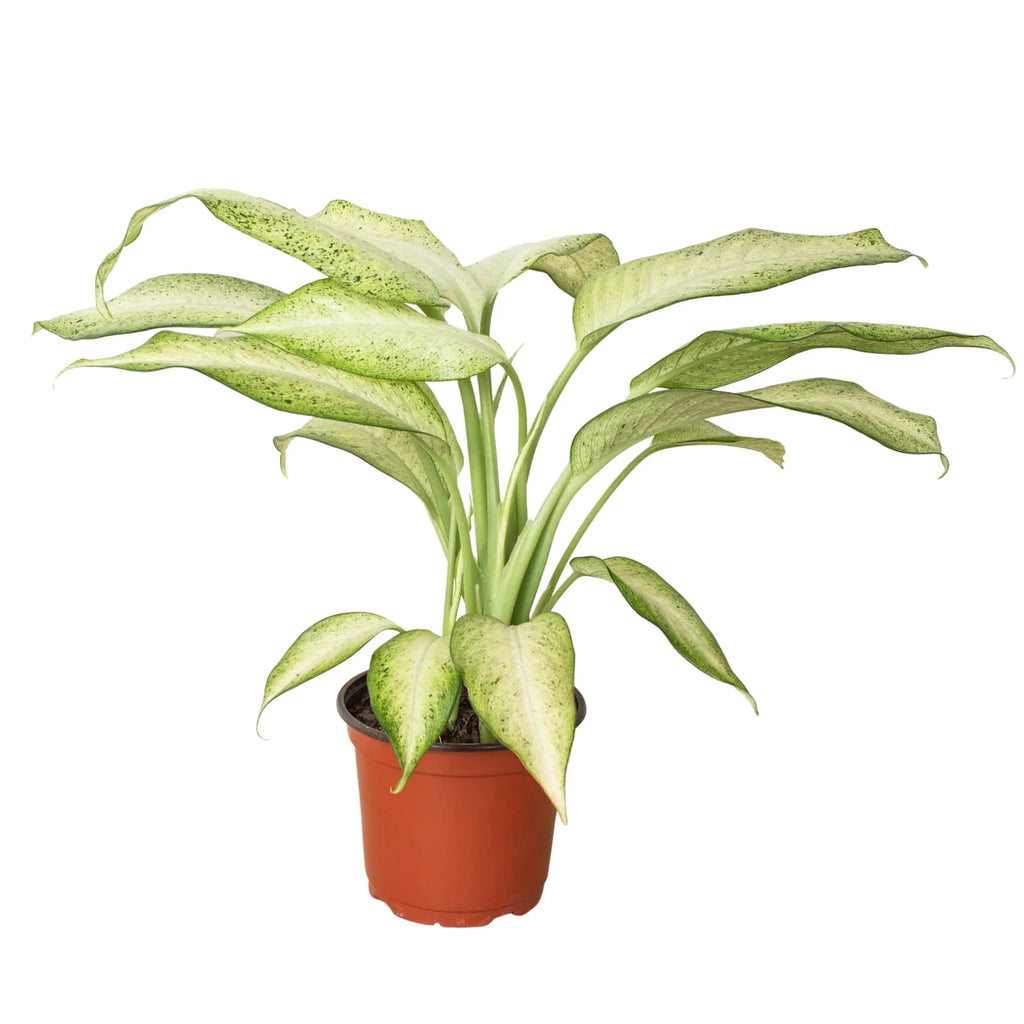 Dieffenbachia 'Camouflage' – view 2