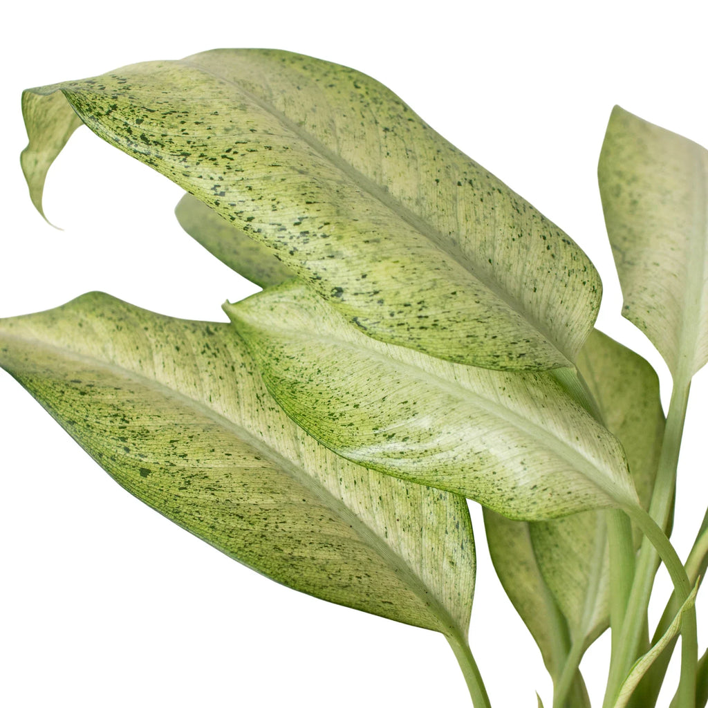 Dieffenbachia 'Camouflage' – view 3