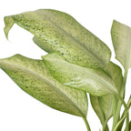 Dieffenbachia 'Camouflage' – view 3