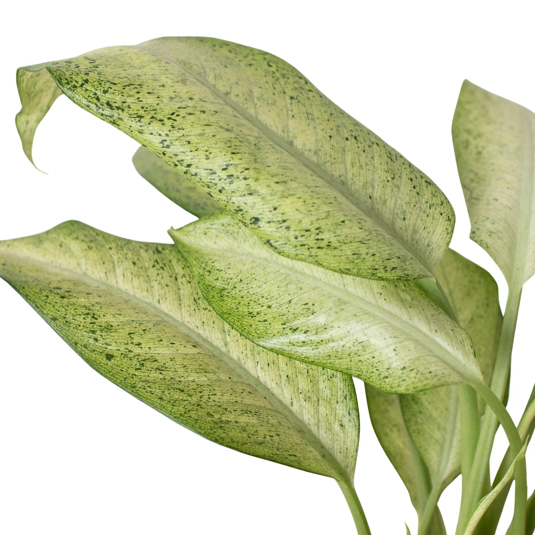 Dieffenbachia 'Camouflage' – view 3