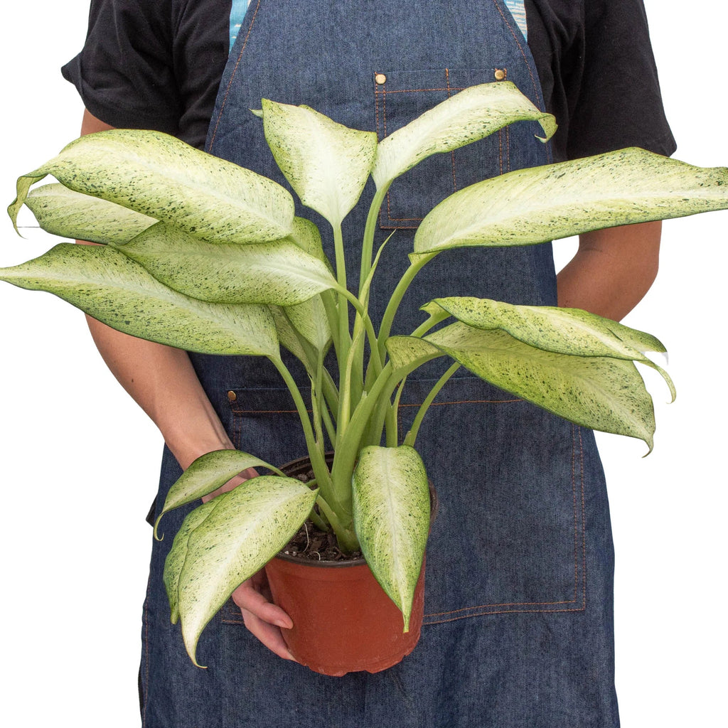 Dieffenbachia 'Camouflage' – view 8