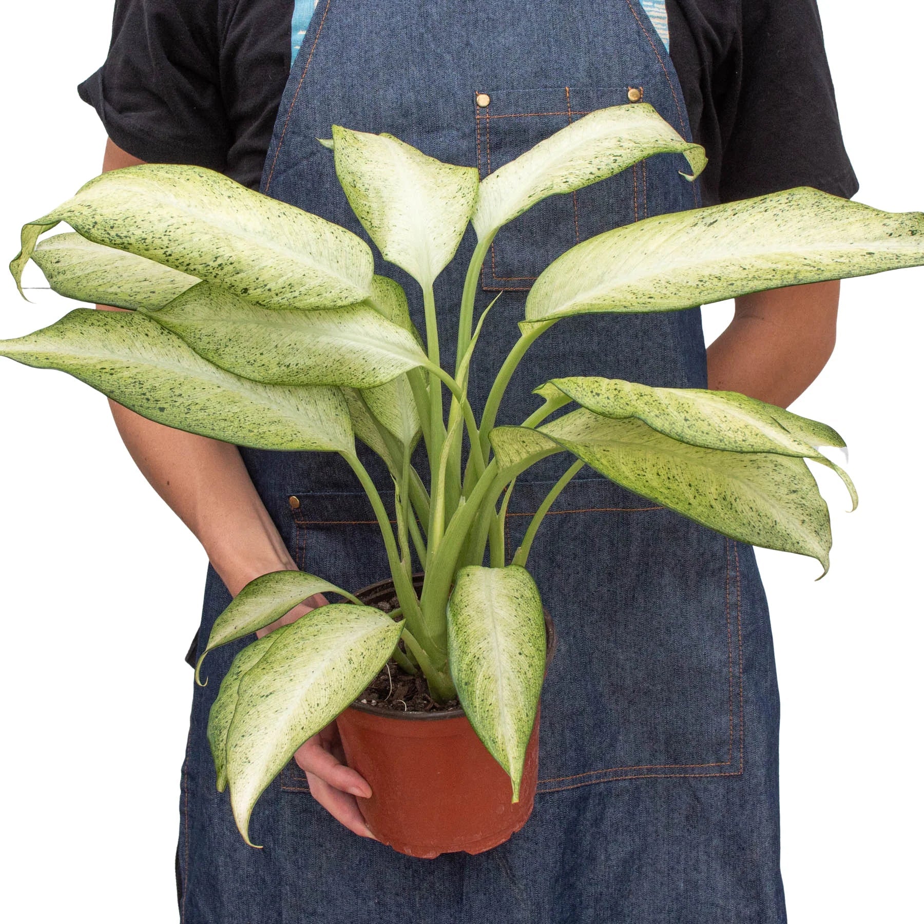 Dieffenbachia 'Camouflage' – view 8