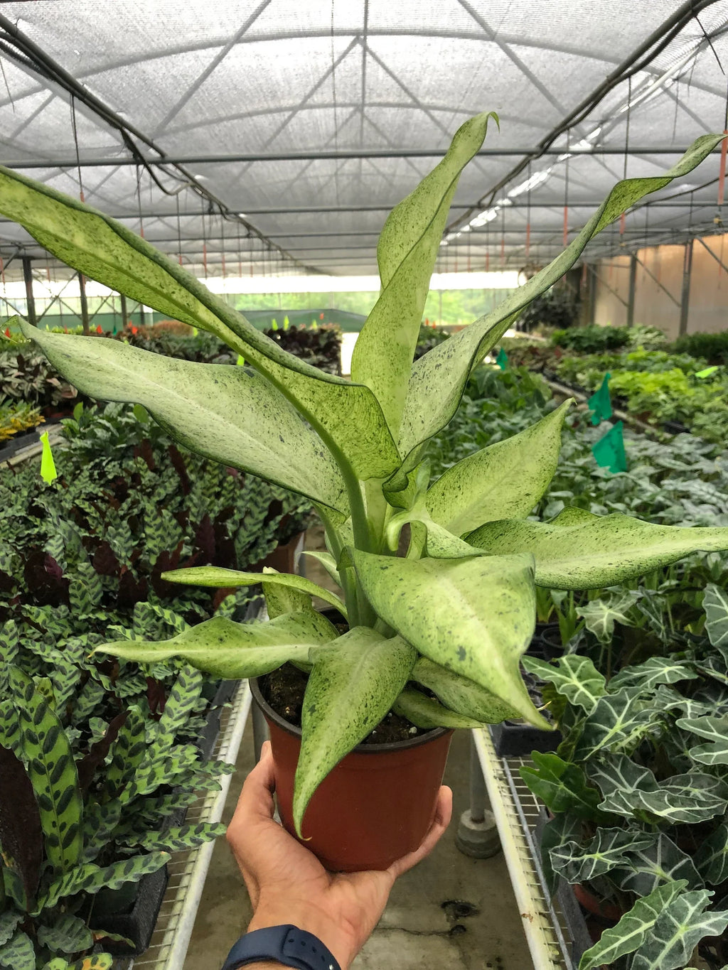 Dieffenbachia 'Camouflage' – view 7