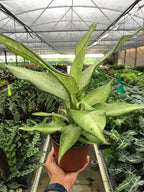 Dieffenbachia 'Camouflage' – view 7