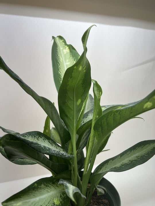 Dieffenbachia Panther – view 5