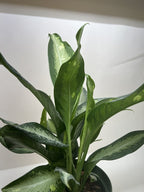 Dieffenbachia Panther – view 5