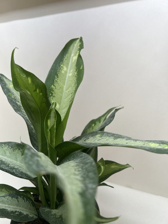 Dieffenbachia Panther – view 6