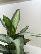 Dieffenbachia Panther – view 6
