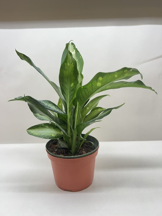 Dieffenbachia Panther – view 7