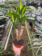 Dracaena Massangeana – view 3