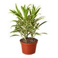 Dracaena 'Song of India'