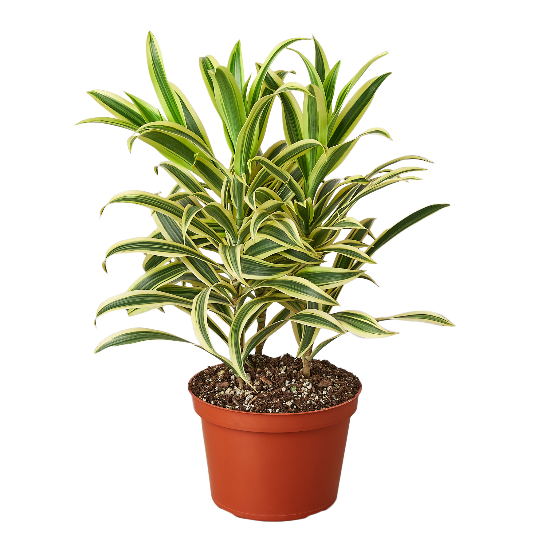 Dracaena 'Song of India'