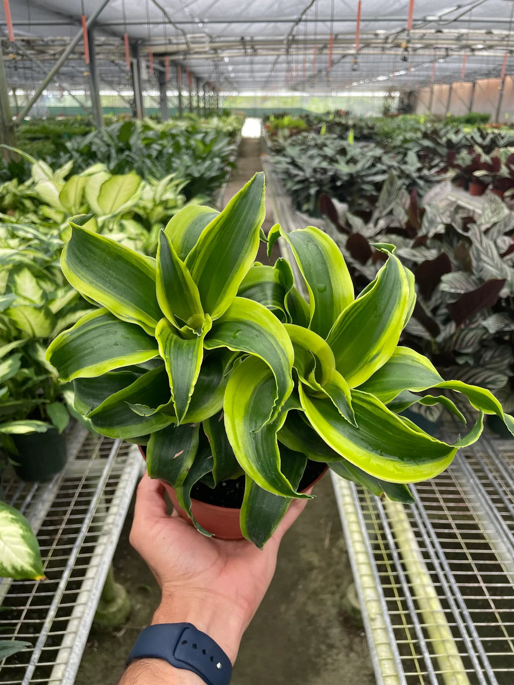 Dracaena 'Tornado' – view 4