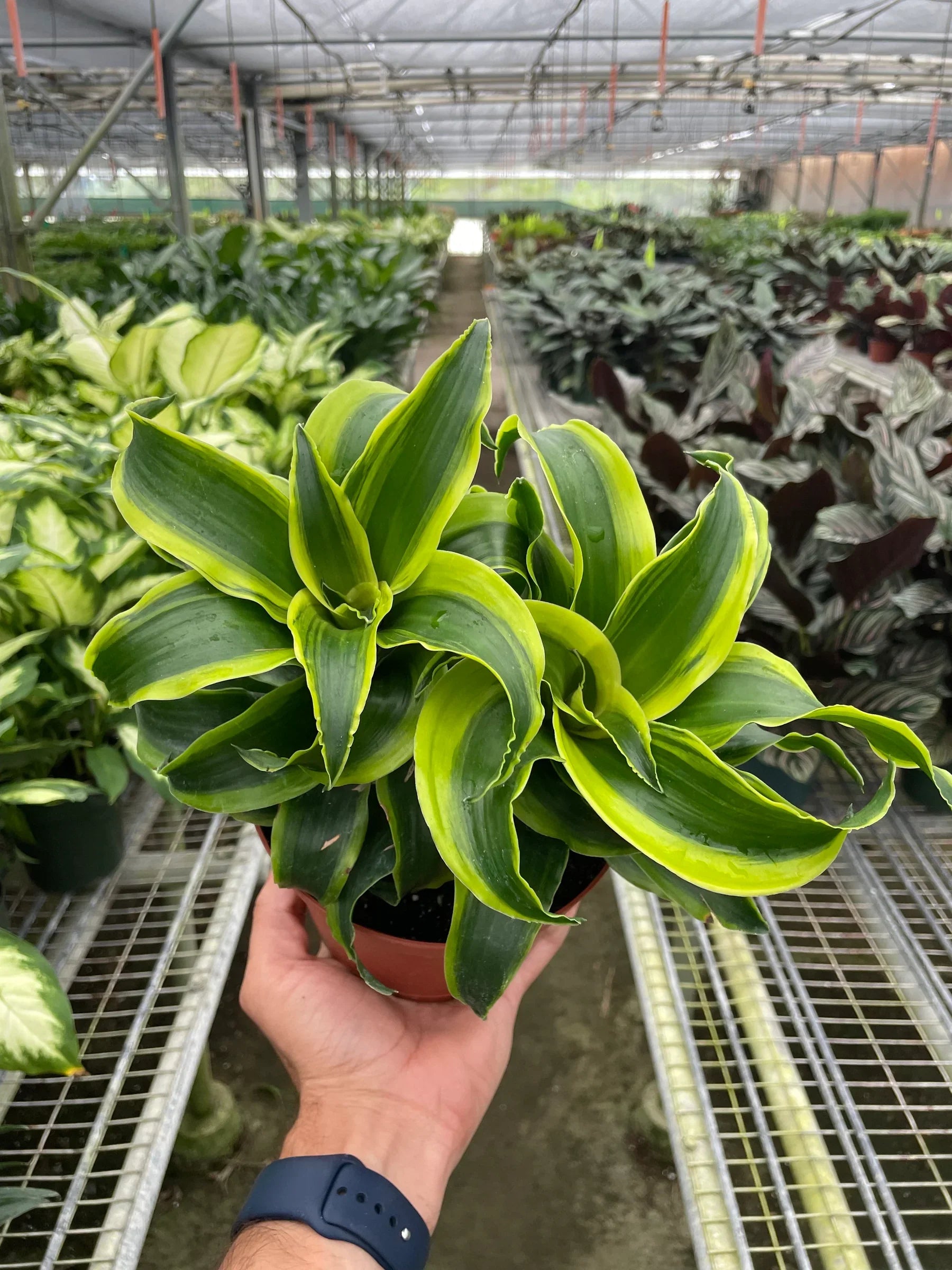 Dracaena 'Tornado' – view 4