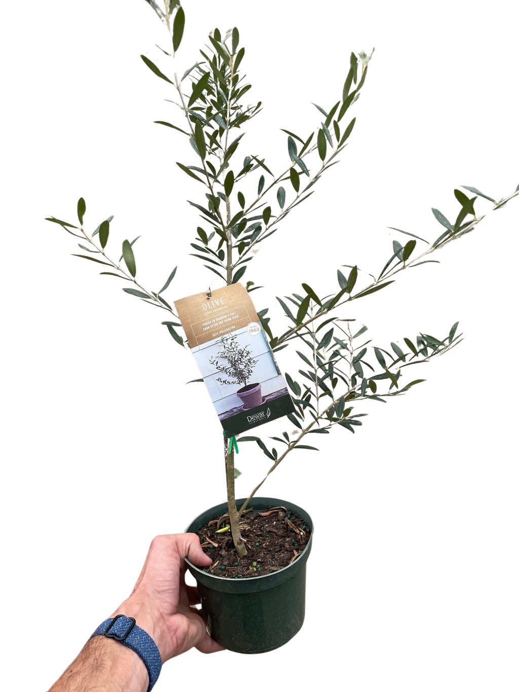 Common Olive Tree (Olea europaea) – view 3