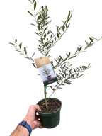Common Olive Tree (Olea europaea) – view 3