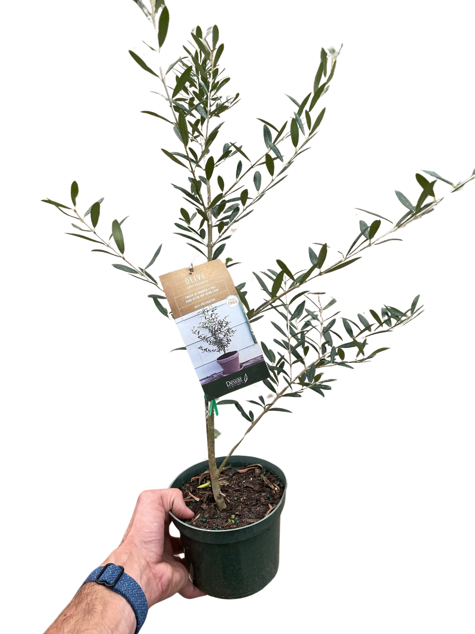Common Olive Tree (Olea europaea) – view 3
