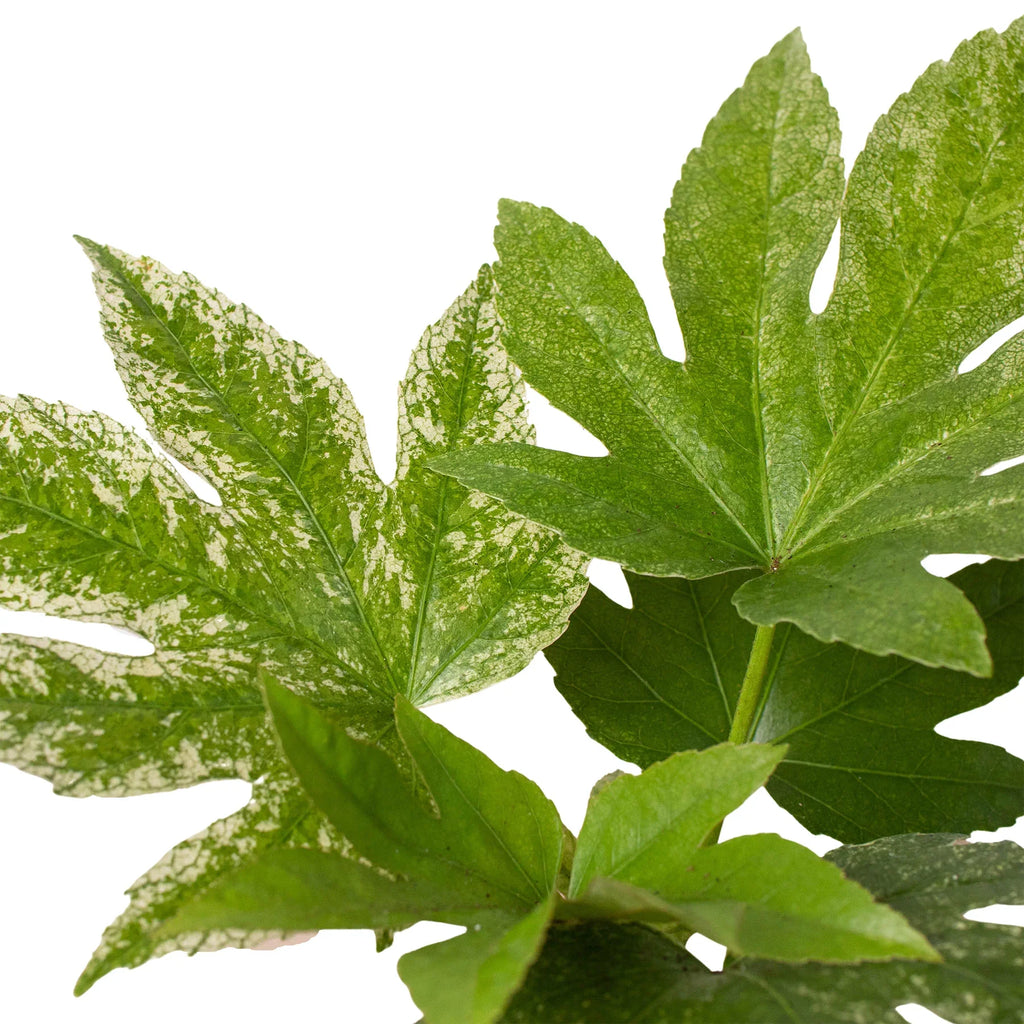 Fatsia 'Spider's Web' – view 2