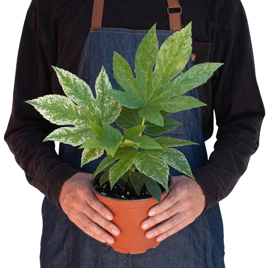 Fatsia 'Spider's Web' – view 3