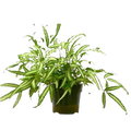 Pteris Cretica 'Albo Fern'