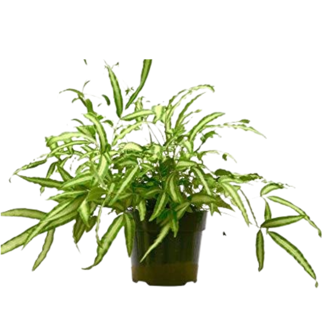 Pteris Cretica 'Albo Fern'
