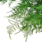 Fern Asparagus 'Plumosa' – view 2
