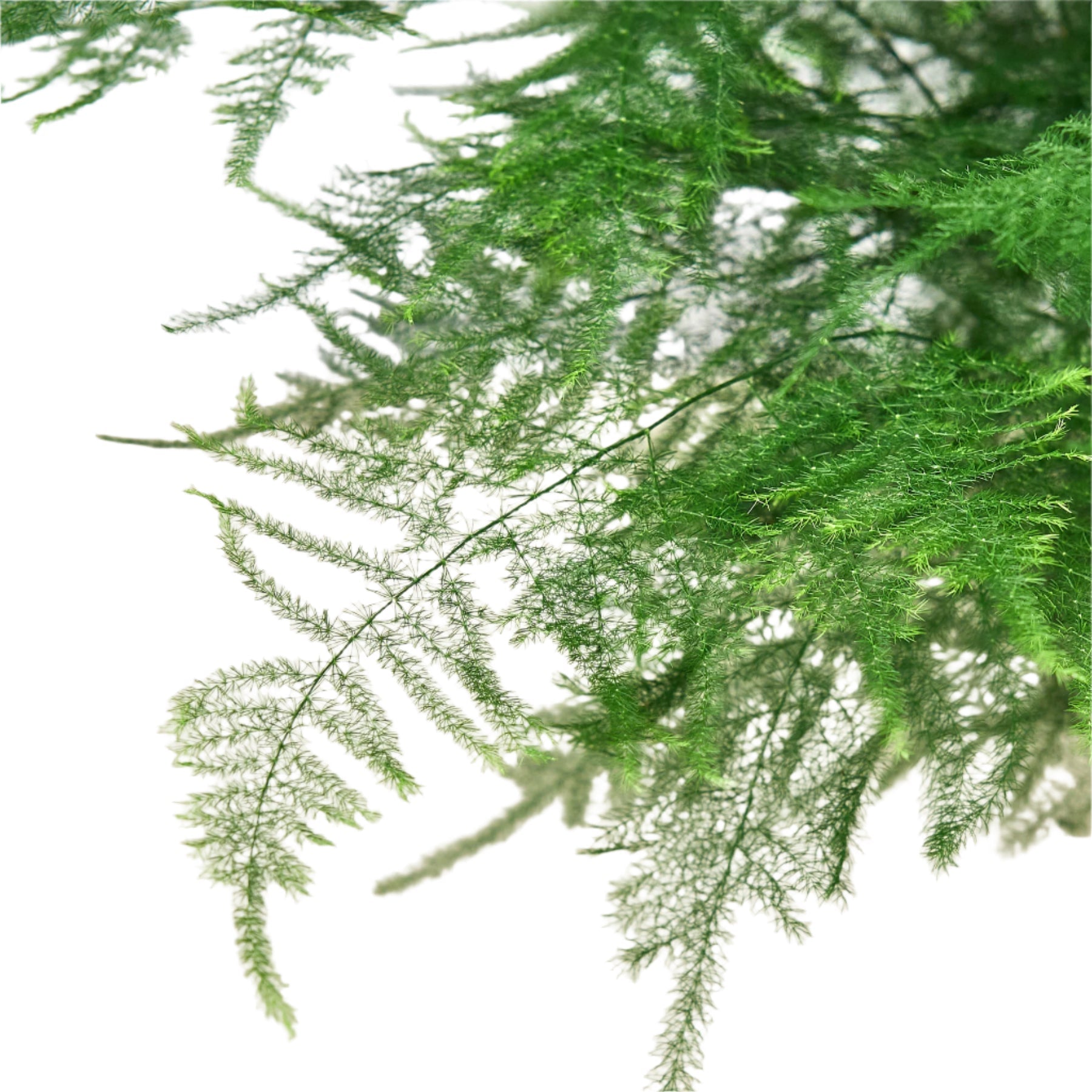 Fern Asparagus 'Plumosa' – view 2