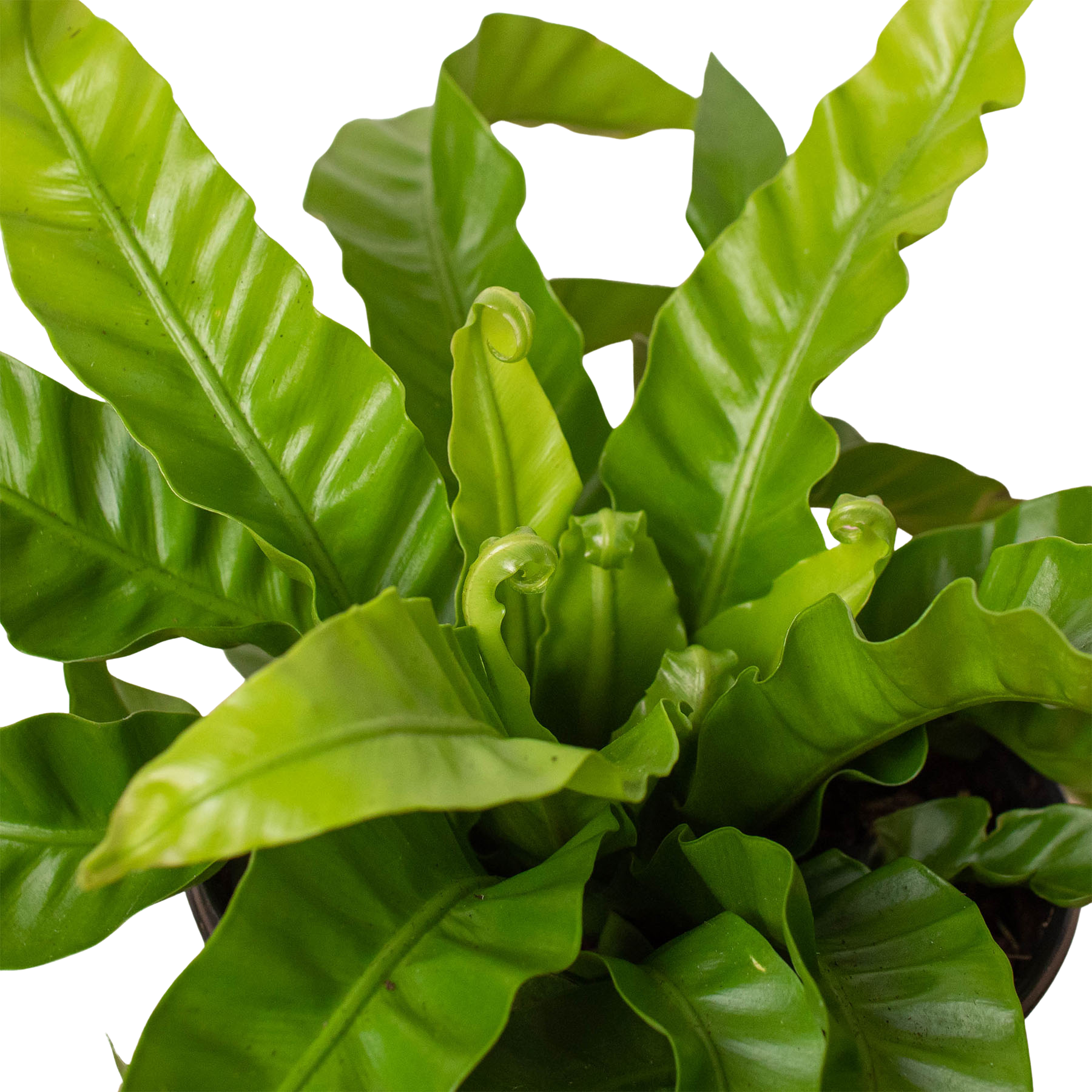 Fern 'Bird's Nest Hurricane' – view 2