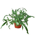 Fern 'Blue Star' Live Plant – 6" Nursery Pot