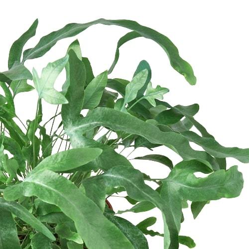Fern 'Blue Star' – view 2