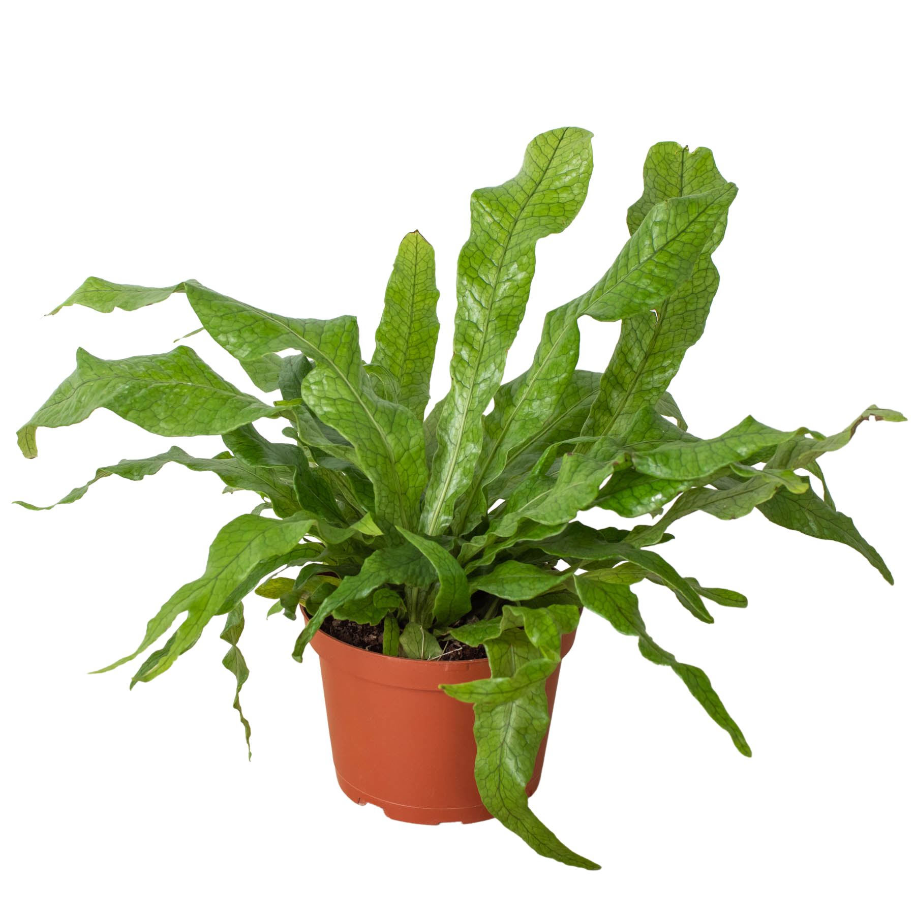 Fern 'Crocodile' – view 2
