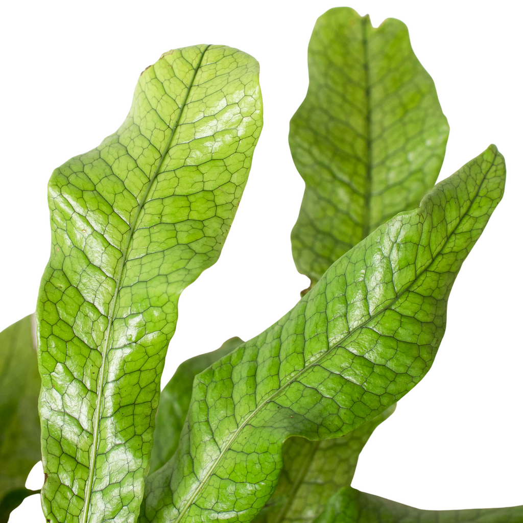 Fern 'Crocodile' – view 5