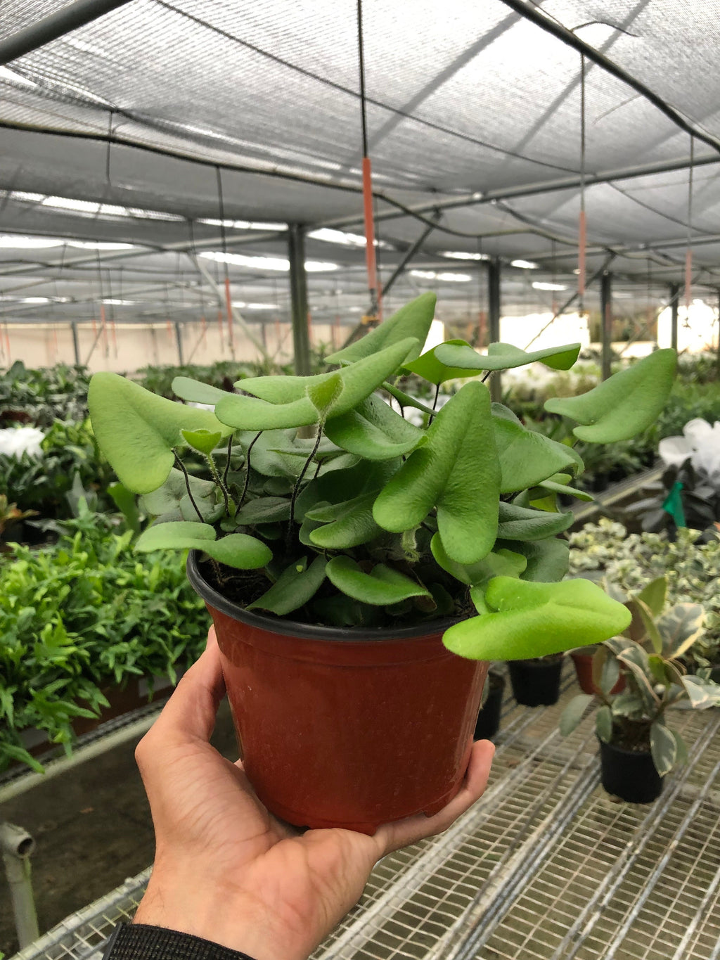 Fern 'Heart' – view 2