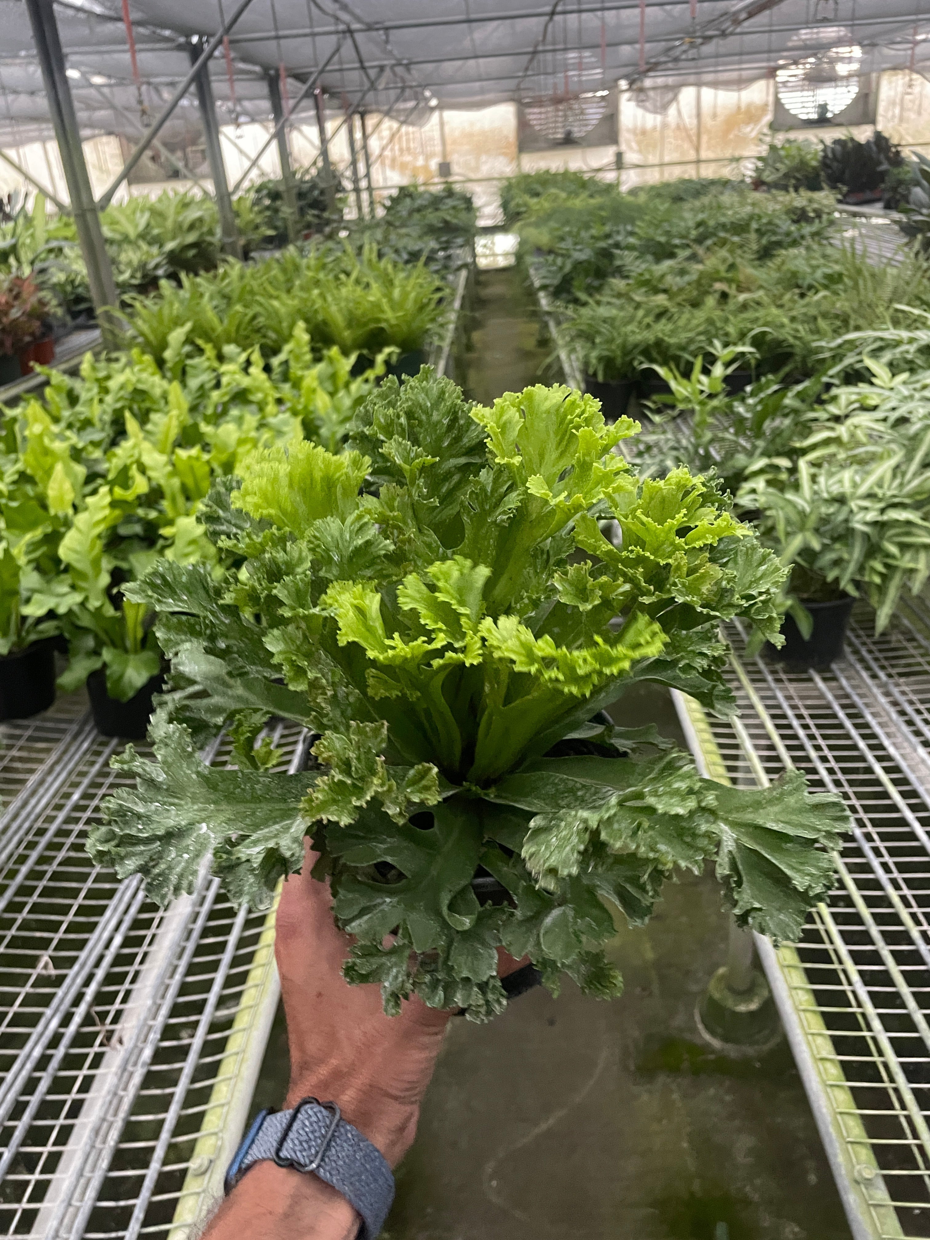 Bird's Nest 'Leslie' Fern – view 4