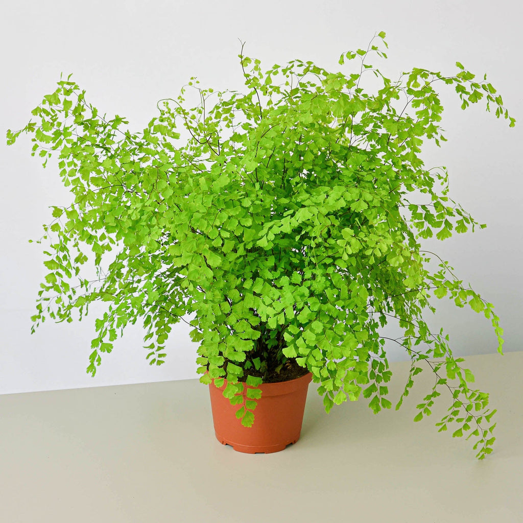 Maidenhair Fern – view 4