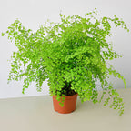 Maidenhair Fern – view 4