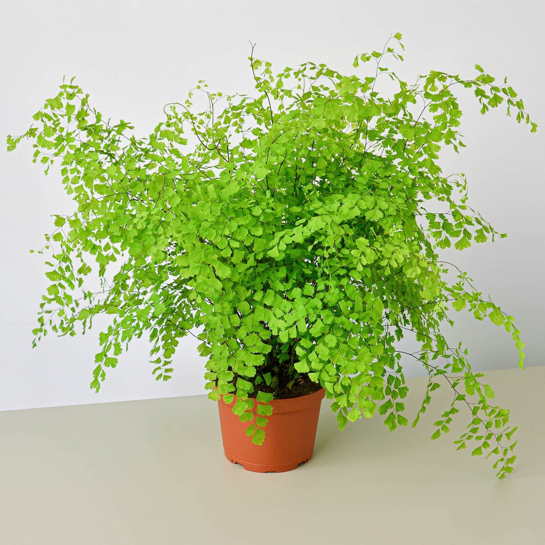 Maidenhair Fern – view 4
