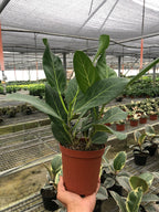 Ficus 'Audrey' – view 4