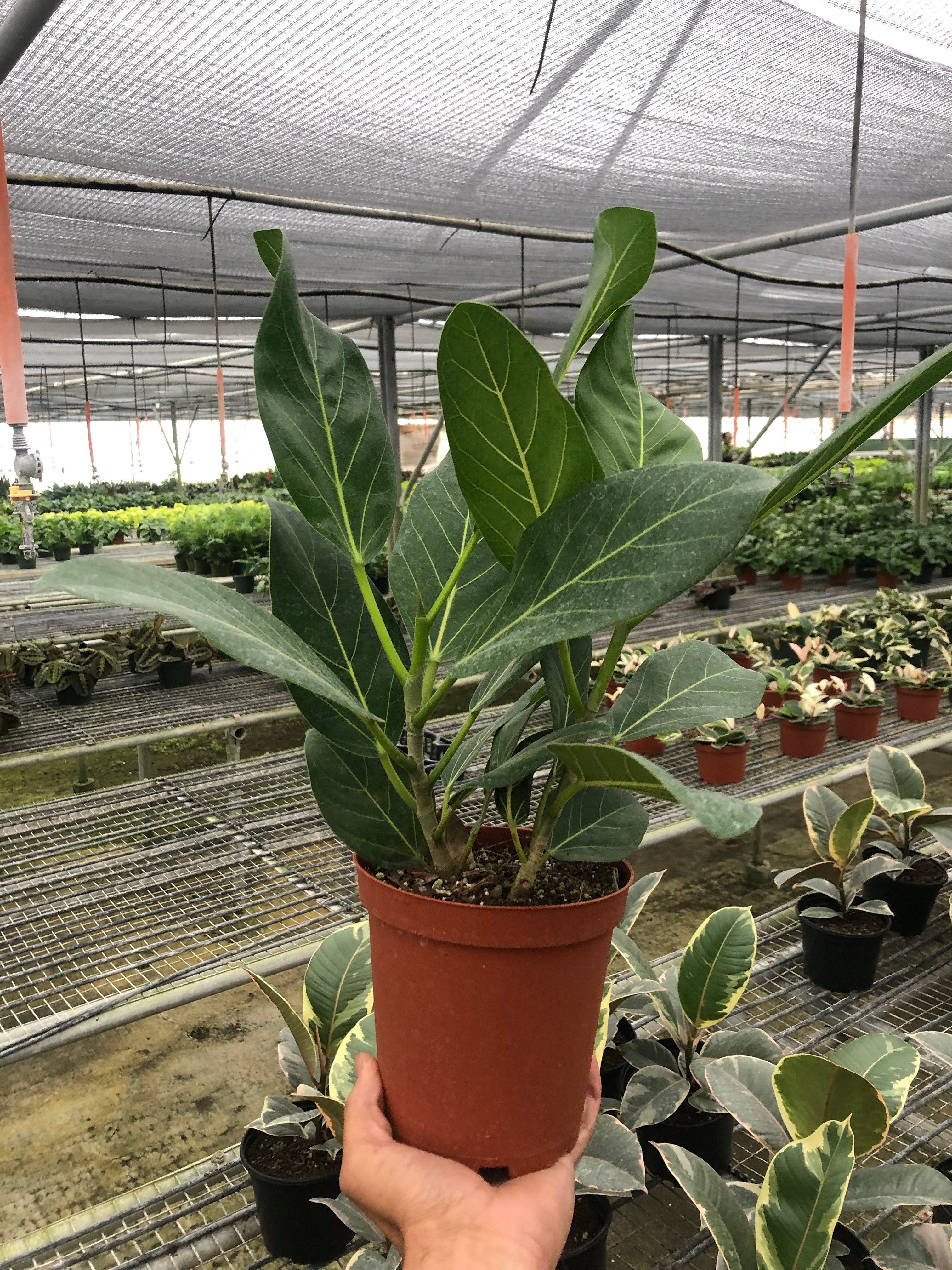 Ficus 'Audrey' – view 4